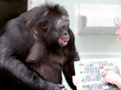 Kanzi: Male Bonobo Featured in Several Studies Kanzi the Male Bonobo