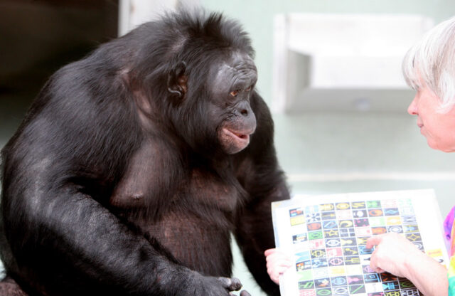 Kanzi the Male Bonobo