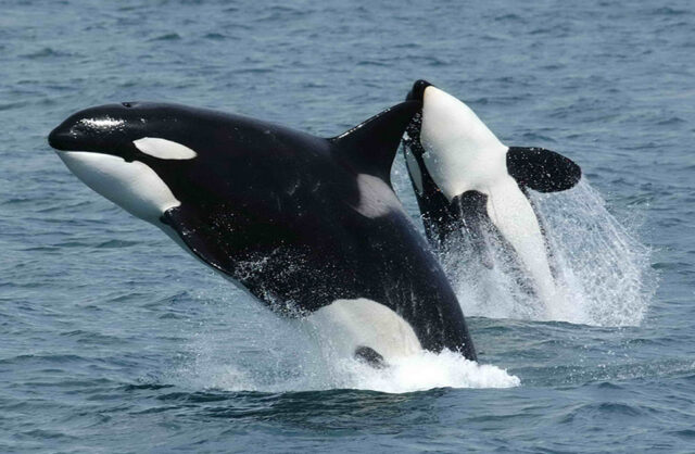 orcas Orcas