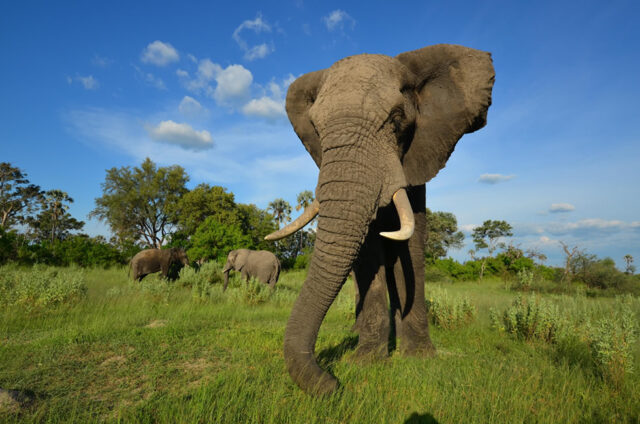 Elephants in Africa