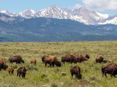 Writing About Wildlife Colorado Wildlife