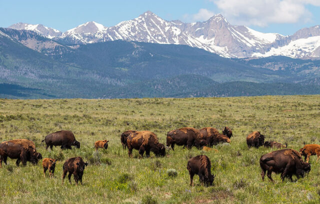 Colorado Wildlife