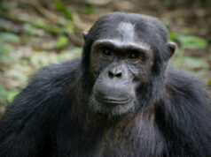 16 Amazing Basic Facts About Chimpanzees Wild Chimpanzees