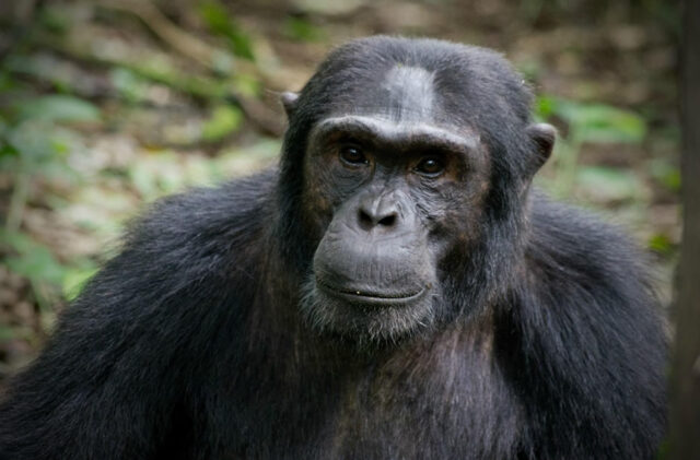 Wild Chimpanzees