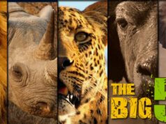 Big Five Animals in Tanzania National Parks Big Five in Tanzania