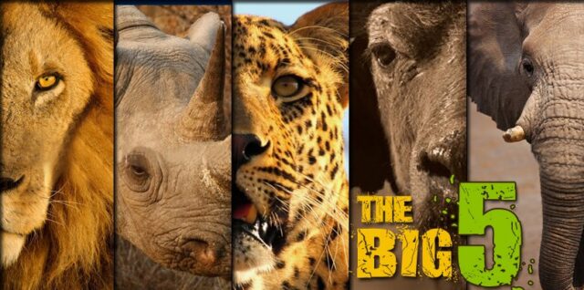 Big Five in Tanzania