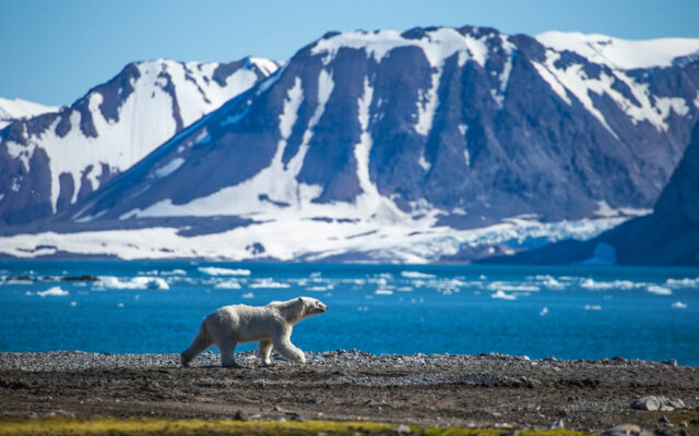 polar-bears-norway Visiting Norway