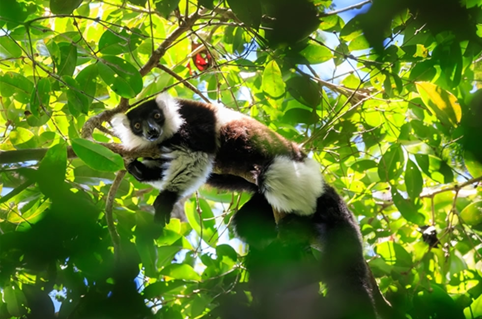 madagascar-lemurs Madagascar Lemurs