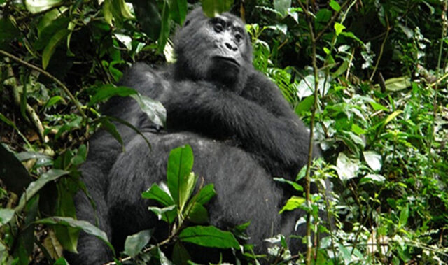 Uganda Mountain Gorilla