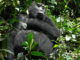 Go Gorilla Trekking in Uganda Uganda Mountain Gorilla