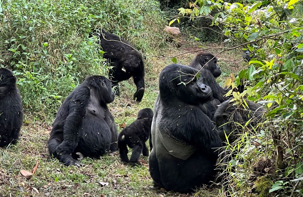 Go Gorilla Trekking in Rwanda gorilla trekking in Rwanda