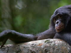 Bonobo: The Forgotten Ape Congo Bonobos