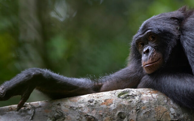 Congo Bonobos