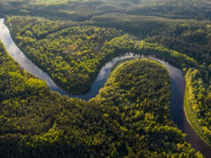 English in the Amazon The Amazon Forest