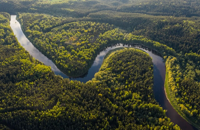 The Amazon Forest
