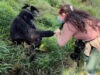 Mountain Gorilla Grabs Female Tourist’s Hair in Uganda Park Gorilla Grabs Female Tourist Hair