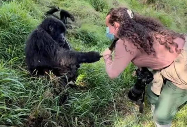 Gorilla Grabs Female Tourist Hair