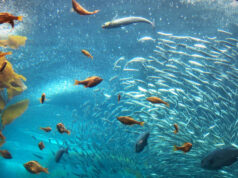 Why the Ocean Matters: Key Insights Why The Ocean Matters