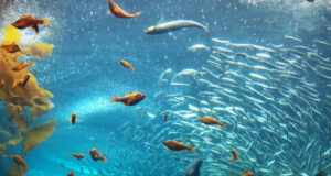 Why the Ocean Matters: Key Insights Why The Ocean Matters