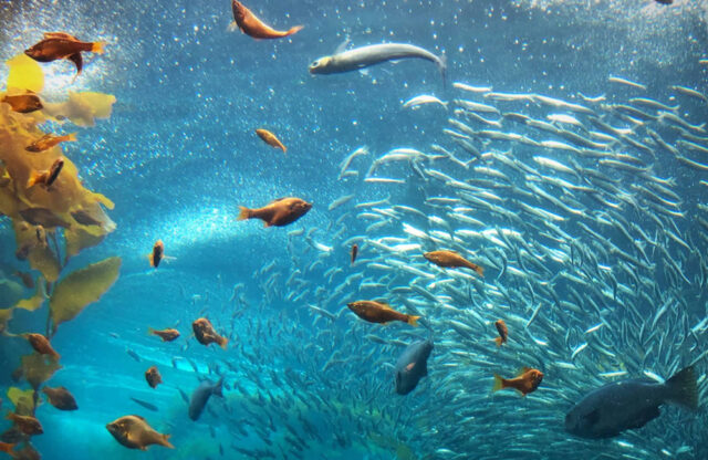 the-ocean-matters Why The Ocean Matters