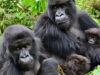 Female Gorillas Choosy about which group to settle in Female Gorillas