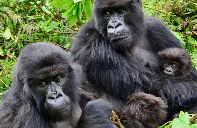 Female Gorillas
