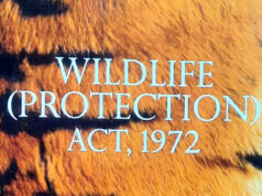 Wildlife Protection Laws: Why Are They Important? Wildlife Protection