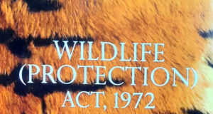 Wildlife Protection Laws: Why Are They Important? Wildlife Protection