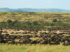 Kenya’s Best 5 Safari Parks and Reserves Masai Mara Wildlife