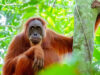 The Orangutans of South East Asia Orangutan