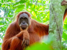 The Orangutans of South East Asia Orangutan