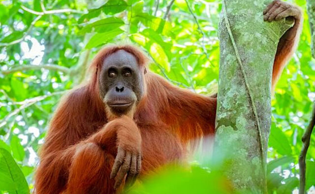 orangutan Orangutan