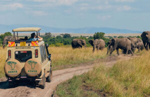 Discover Kenya in Comfort and Style Kenya safari experience
