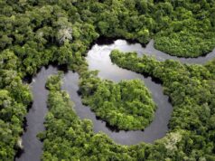 Best Places to See Amazon Animals Peruvian Amazon