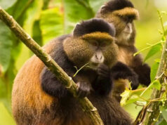 Golden Monkey: An Ancient World Order Monkey in Central Africa Rwanda Golden Monkeys
