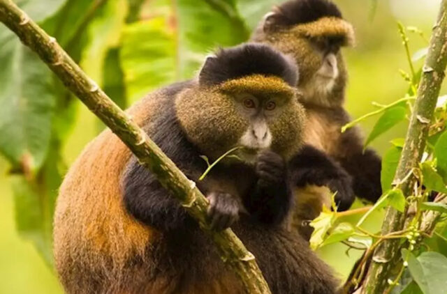 rwanda-golden-monkeys Rwanda Golden Monkeys