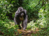 7 Amazing Facts About Mountain Gorillas Rwanda Mountain Gorilla Trek