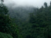 Bwindi Impenetrable National Park and its Forested Ridges Bwindi Impenetrable Forest