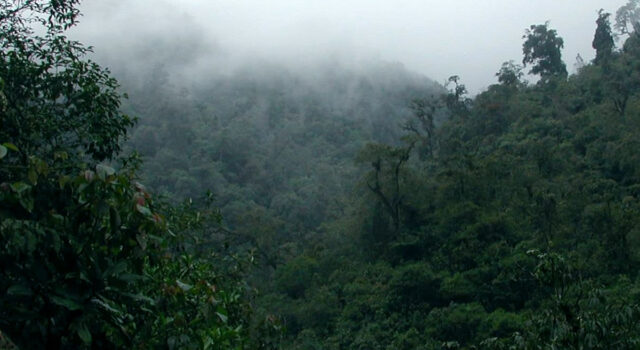 Bwindi Impenetrable National Park and its Forested Ridges Bwindi Impenetrable Forest