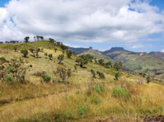 Hiking Uganda’s Mount Elgon Helps Save a Mountain Mount Elgon Uganda